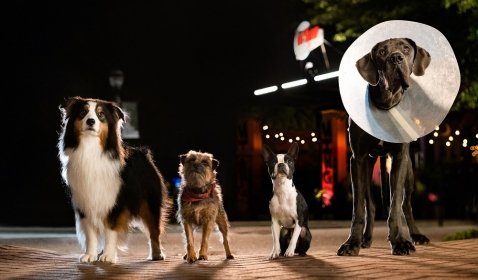 Sutradara Gunakan Anjing Sungguhan untuk Mayoritas Adegan di Film 'Strays'